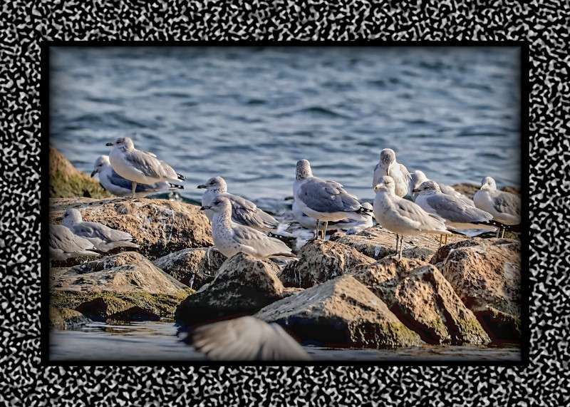 Ring-billed gulls by the reef- 04